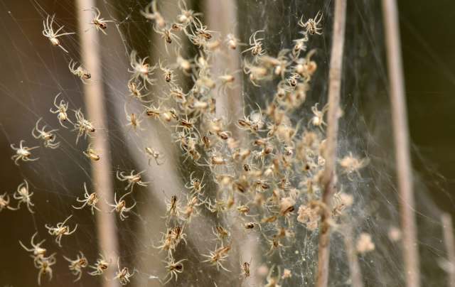 A cluster of small spiders on a web among thin plant stems.