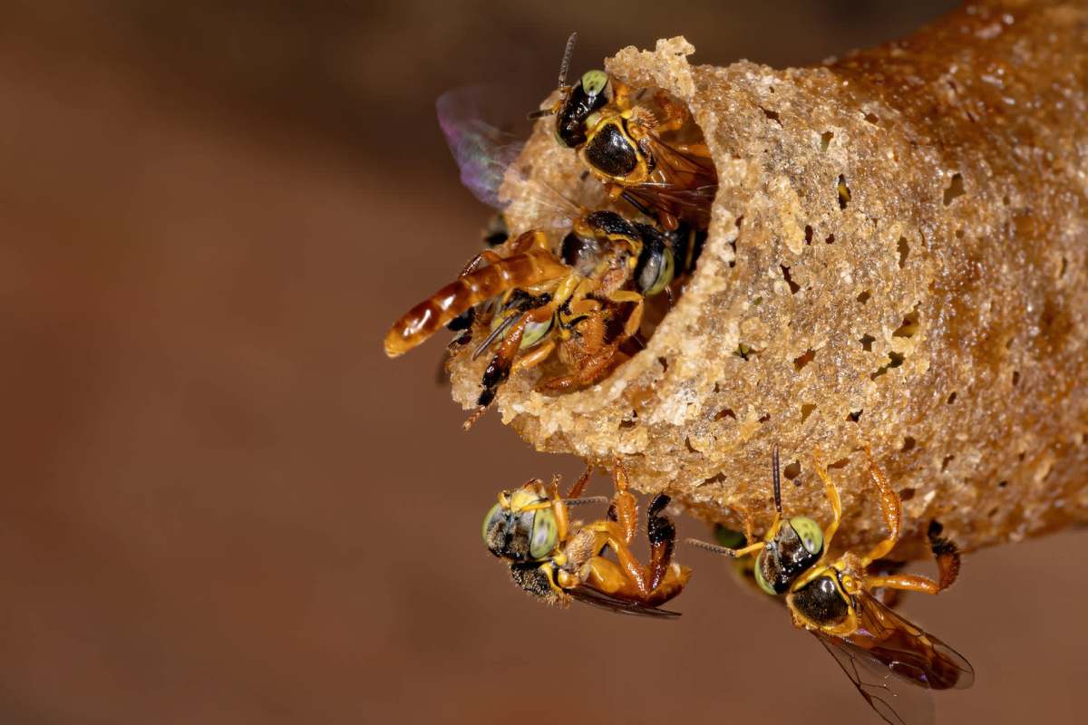 A group of bees around a hollow, textured nest.