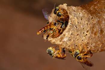 A group of bees around a hollow, textured nest.