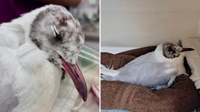 England gull hit in the head mid-flight by golf ball is rescued, treated, and set for release