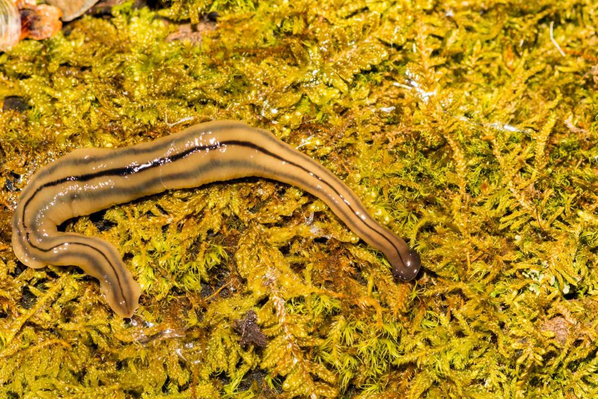 A hammerhead flatworm.