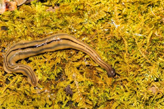 A hammerhead flatworm.