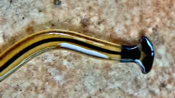 A long, slim, striped hammerhead worm rests on a textured surface.