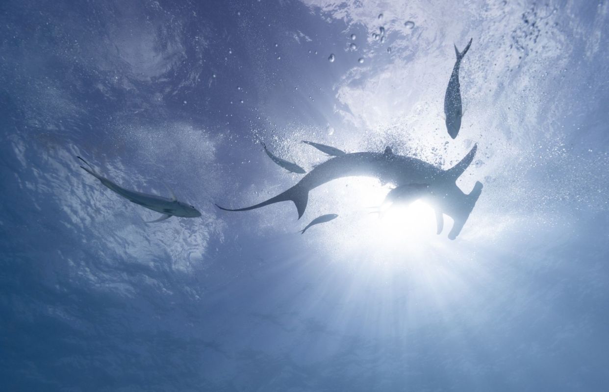 A hammerhead shark near other fish.