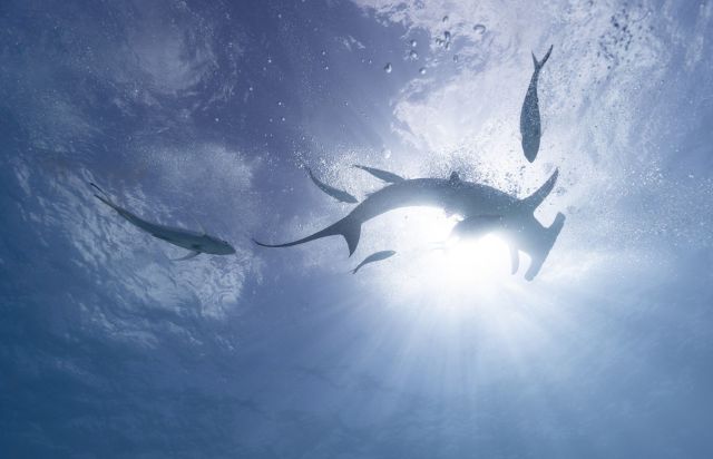 A hammerhead shark near other fish.