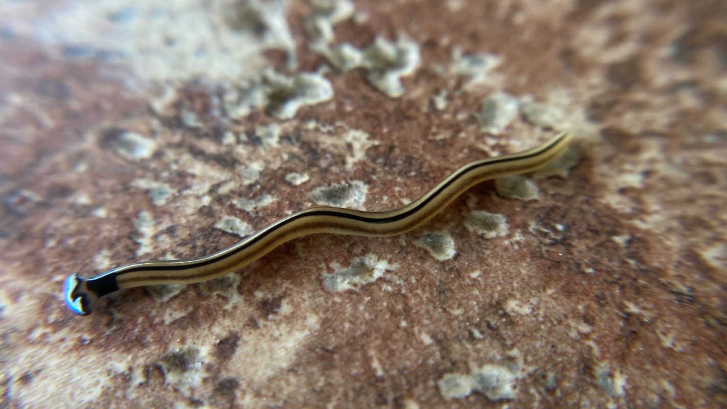 A hammerhead worm.