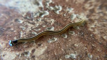 A hammerhead worm.
