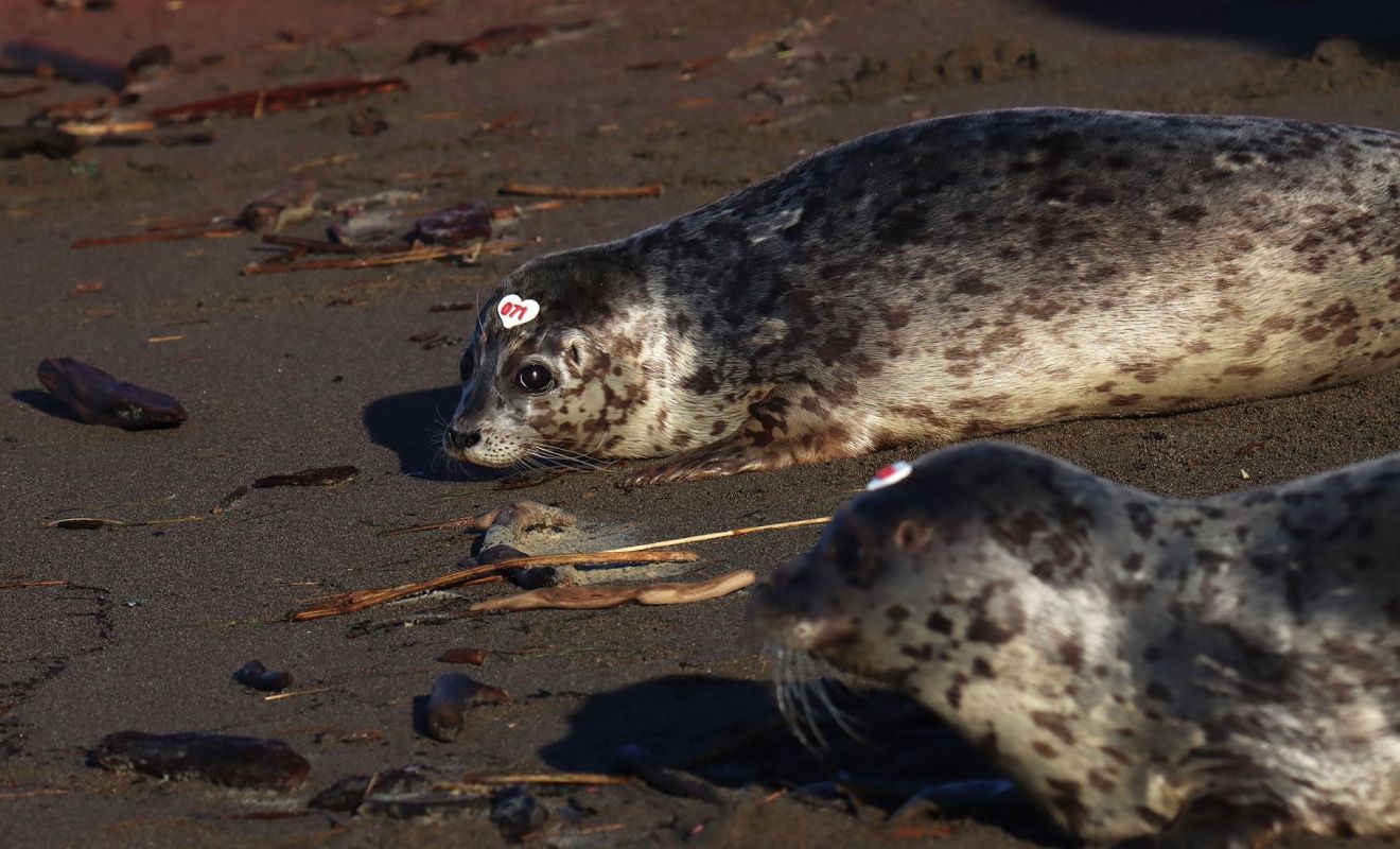 Two rehabilitated harbor seal puppies.
