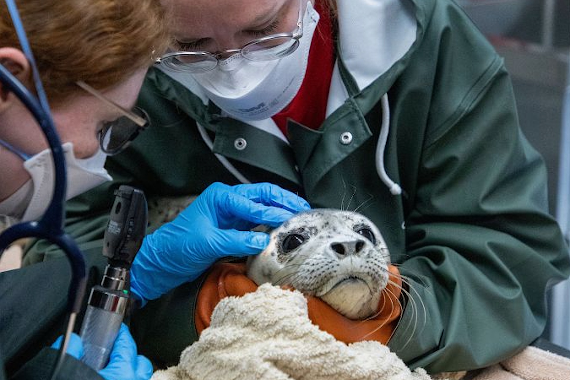Alaska SeaLife Center cares for 6 harbor seal pups after one was found in mud, another wounded