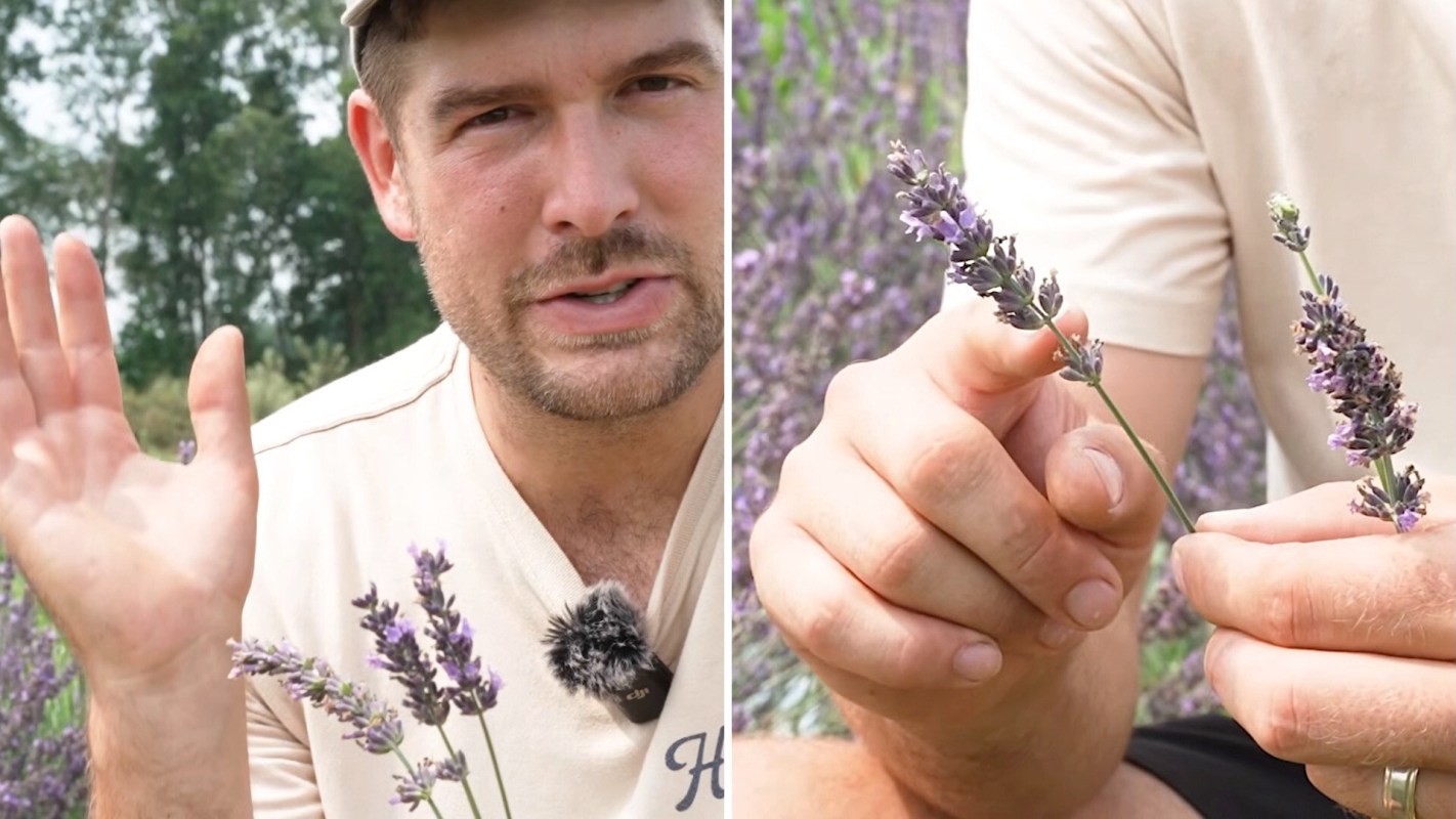 A man holds lavender flowers in a field, with greenery in the background.