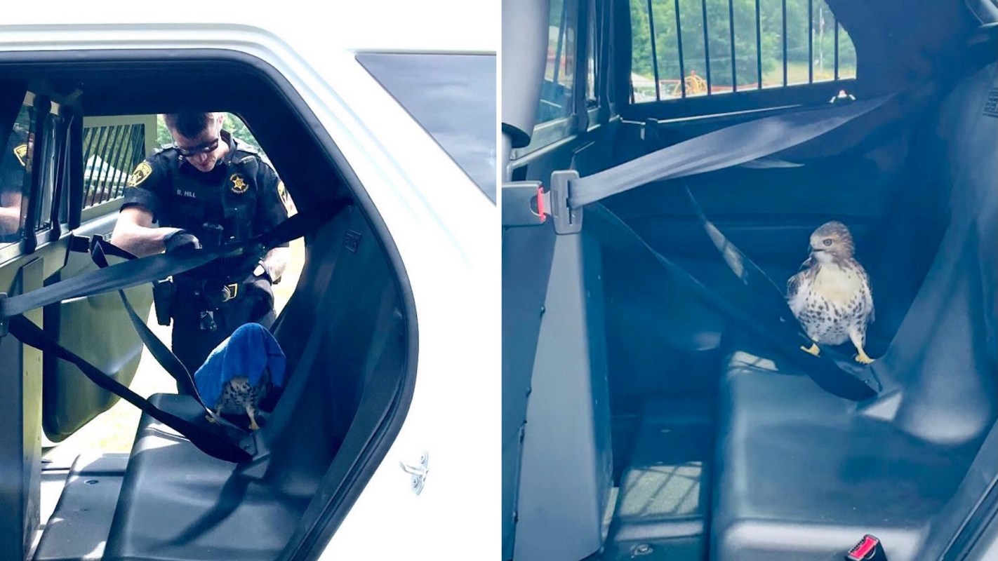 A police officer looks at a hawk with a blue towel over its head while seated in the back of a police car.