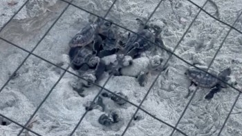 Turtle hatchlings emerge from sand under a protective mesh enclosure.