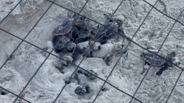 Turtle hatchlings emerge from sand under a protective mesh enclosure.