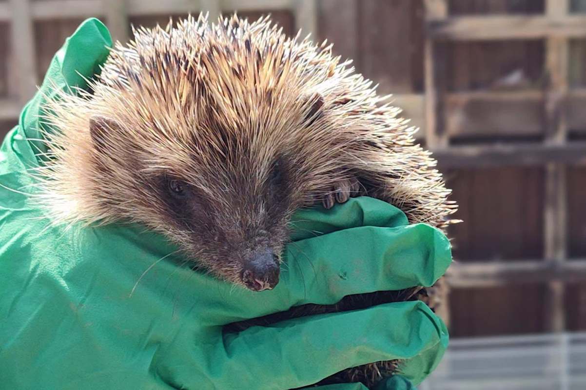 A hedgehog held in a person's gloved hands.
