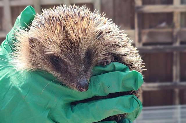 A hedgehog held in a person's gloved hands.