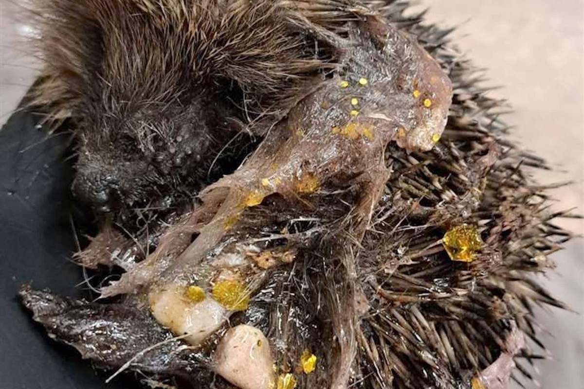 A hedgehog with glitter slime on its face.