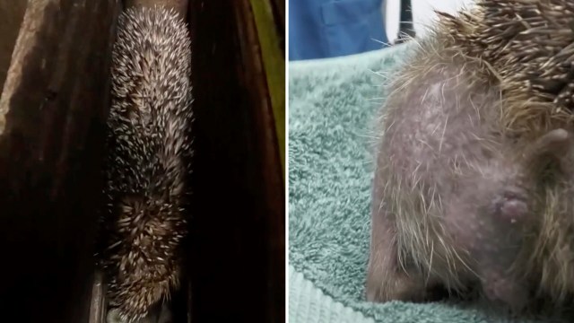A hedgehog on a green towel.