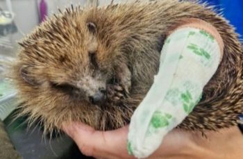 A hedgehog with a leg in a splint.