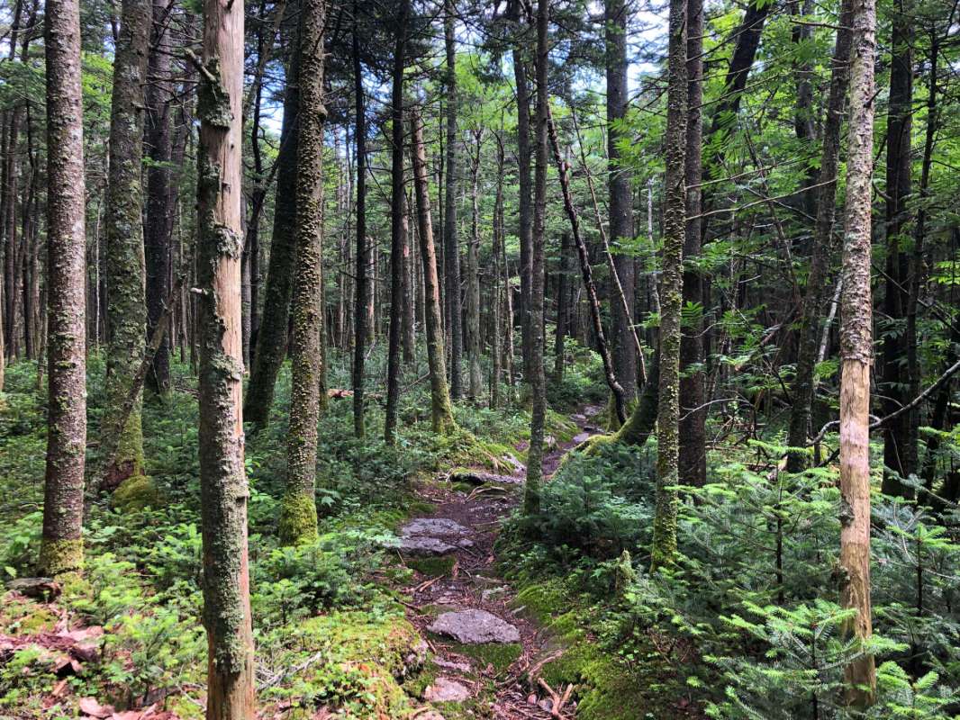 A dense forest with tall trees and a mossy path winding through ferns and undergrowth.