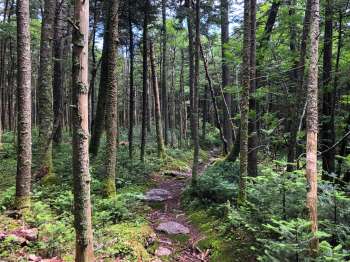 A dense forest with tall trees and a mossy path winding through ferns and undergrowth.