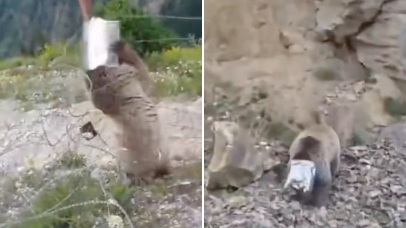 A bear with a tin container stuck on its head.