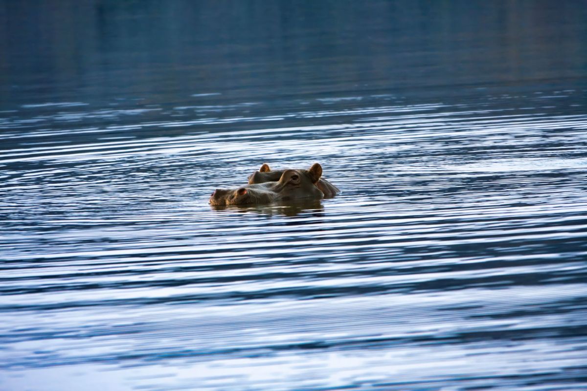A hippo in water.