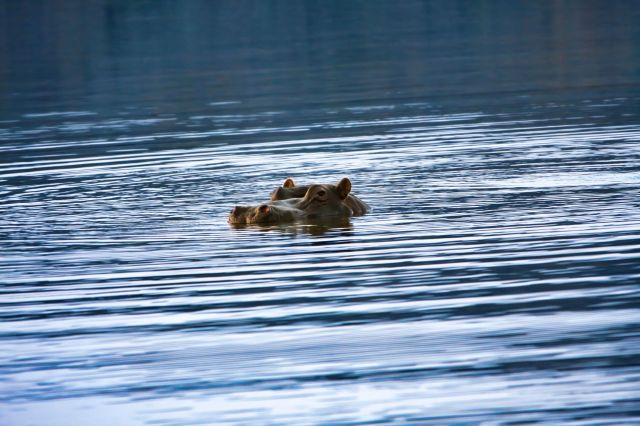 A hippo in water.