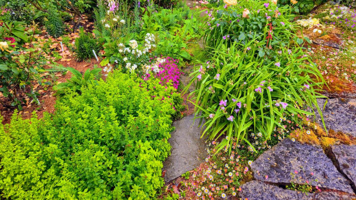 A pathway surrounded by various flowering plants and lush greenery in a garden.