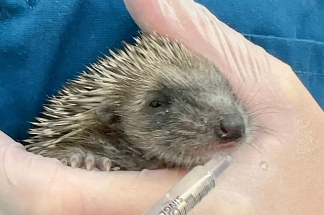 baby hedgehog being held by someone wearing gloves and scrubs