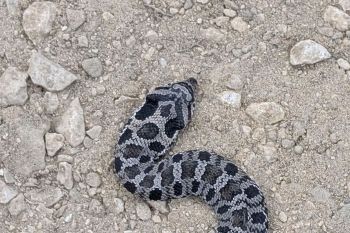 A hognose snake.