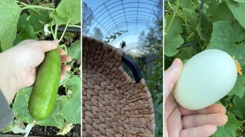 A person holds a cucumber and a melon in a garden with a woven basket nearby.