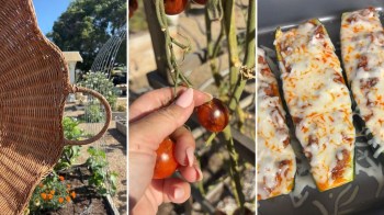 A wicker basket, ripe tomatoes on the vine, and stuffed zucchini topped with cheese.