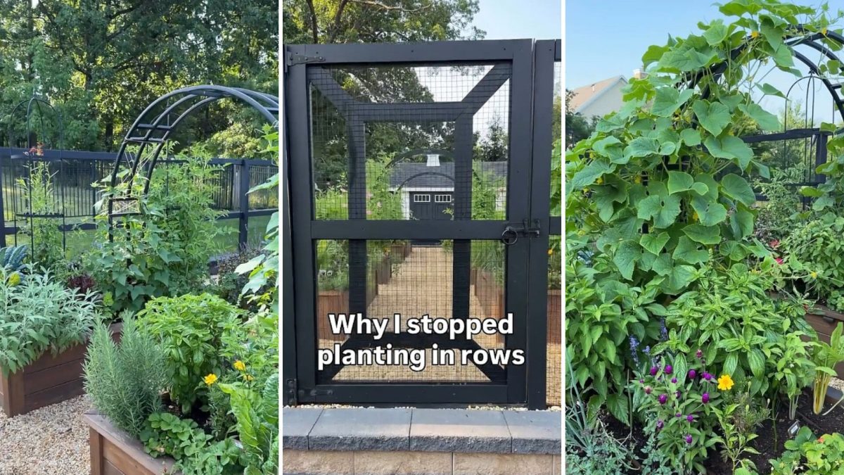 A garden with a trellis.