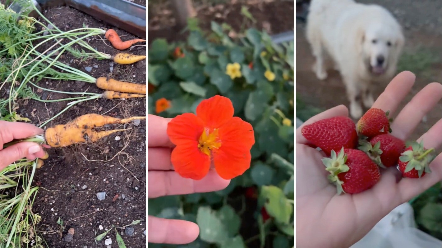 Carrots, a red nasturtium, and a hand holding freshly picked strawberries with a dog in the background.