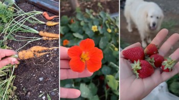 Carrots, a red nasturtium, and a hand holding freshly picked strawberries with a dog in the background.
