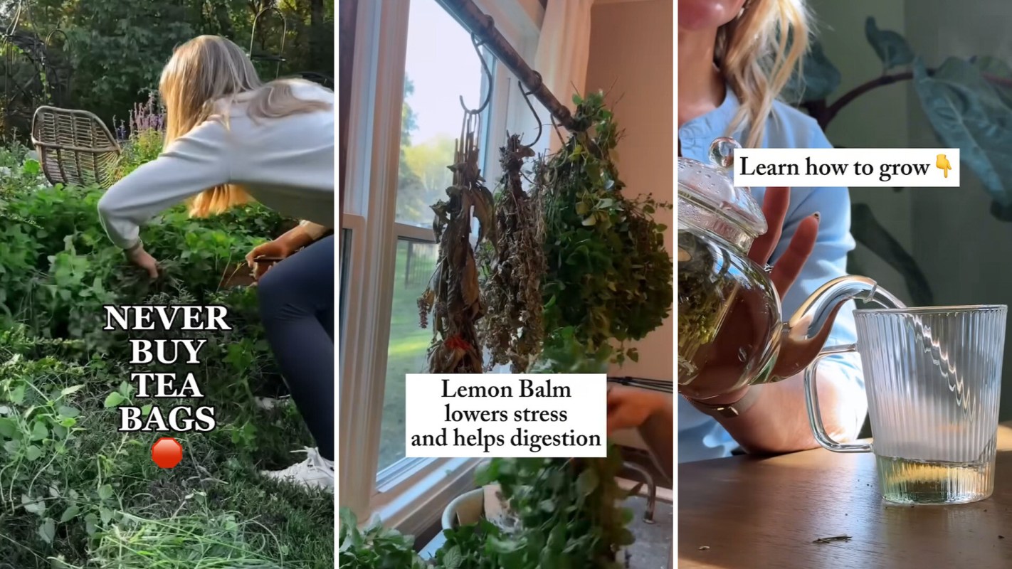 A person gathers herbs in a garden, dried herbs hang near a window, and tea is poured into a glass cup.
