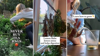 A person gathers herbs in a garden, dried herbs hang near a window, and tea is poured into a glass cup.