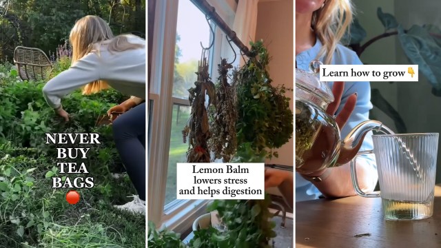 A person talks about making homegrown tea.