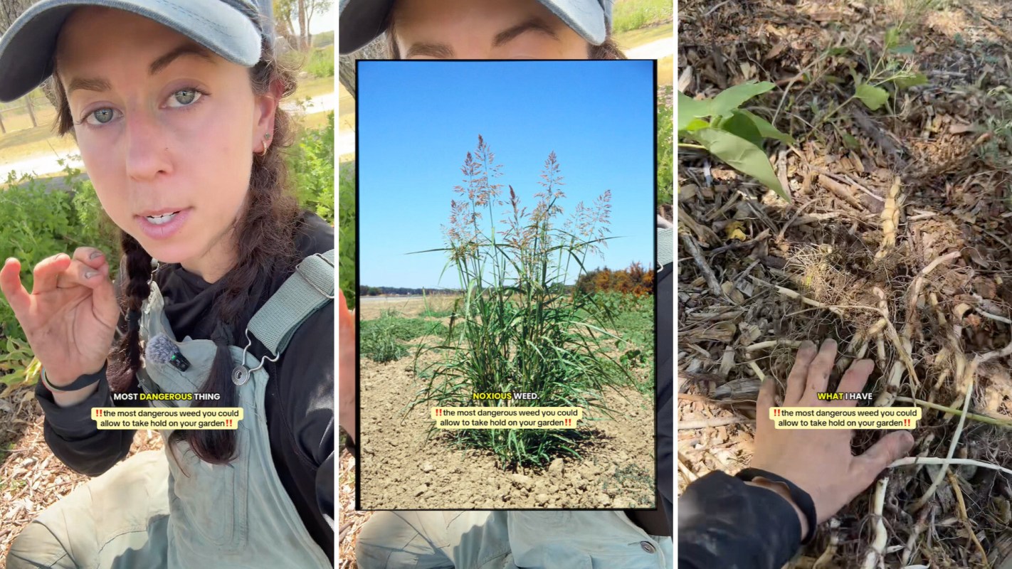 A person talking about and showing Johnson grass.