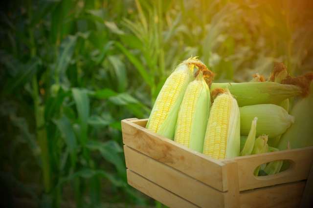 A wooden crate filled with ears of corn in a field.