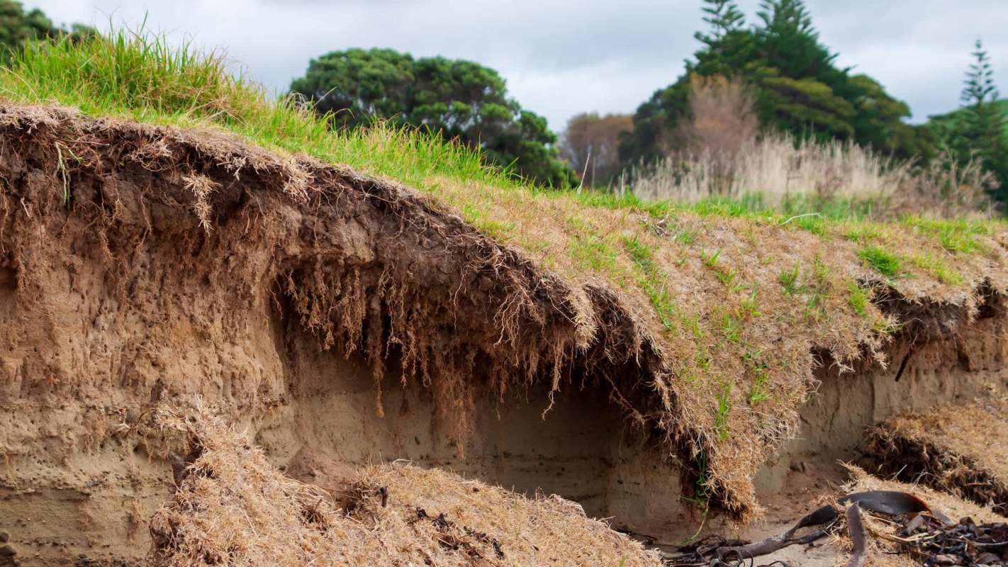 A partially eroded edge of soil with grass and exposed roots.