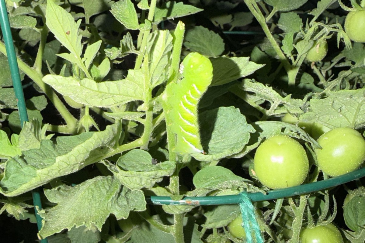 A hornworm on a plant.