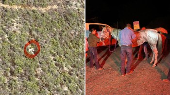 A white horse on the side of a cliff and with a rescue team.