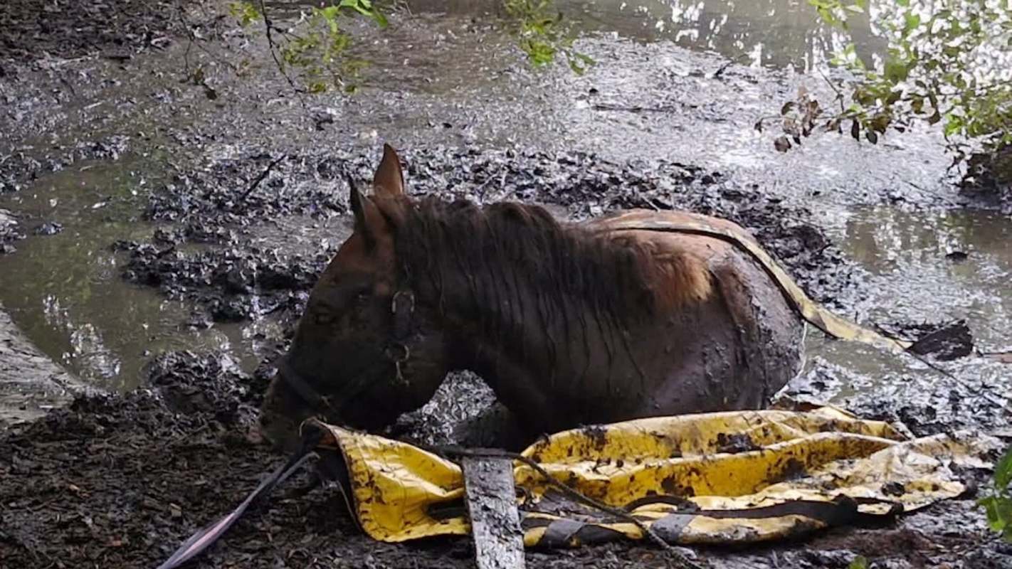 A horse is partially submerged in a muddy area next to a yellow tarp.