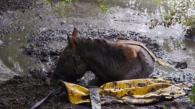 A horse is partially submerged in a muddy area next to a yellow tarp.
