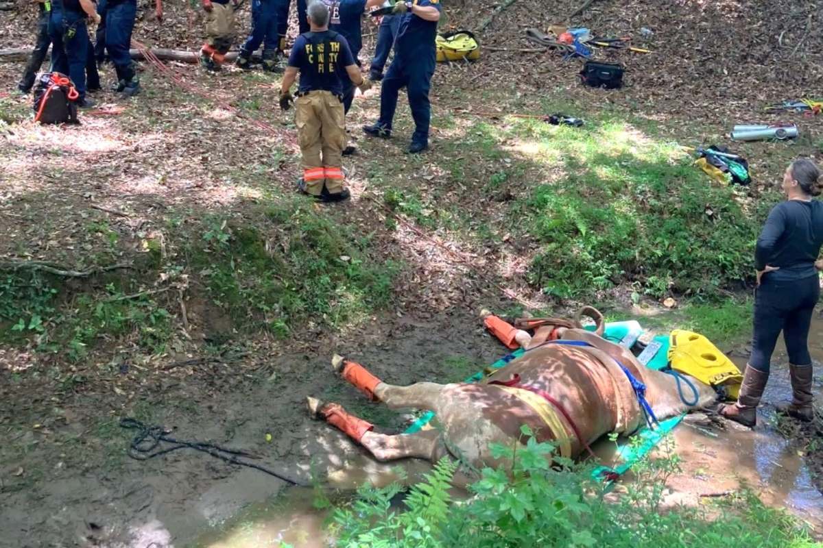 A horse being rescued from a muddy creek.