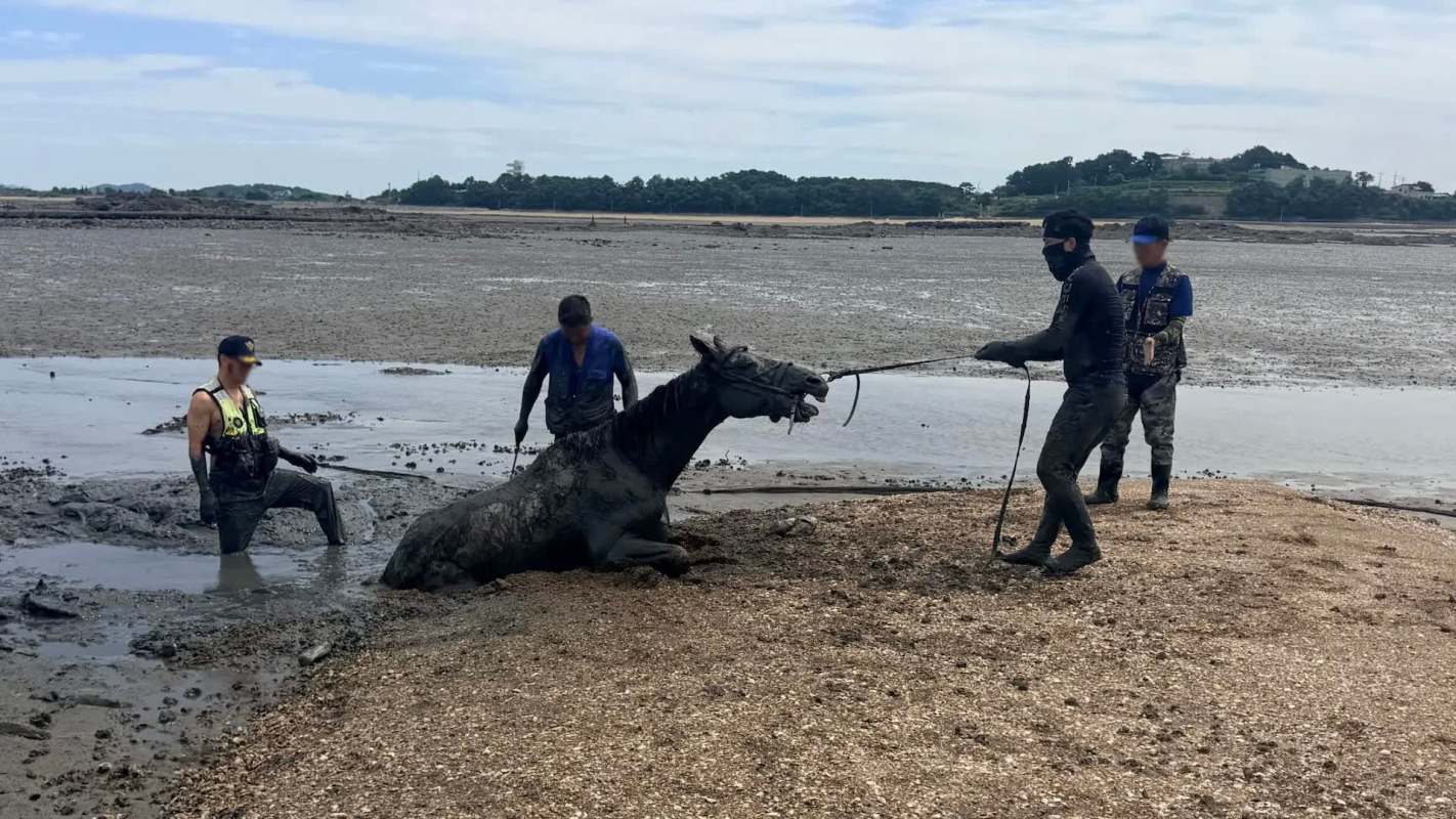 Rescue workers assisting a horse trapped in mud.