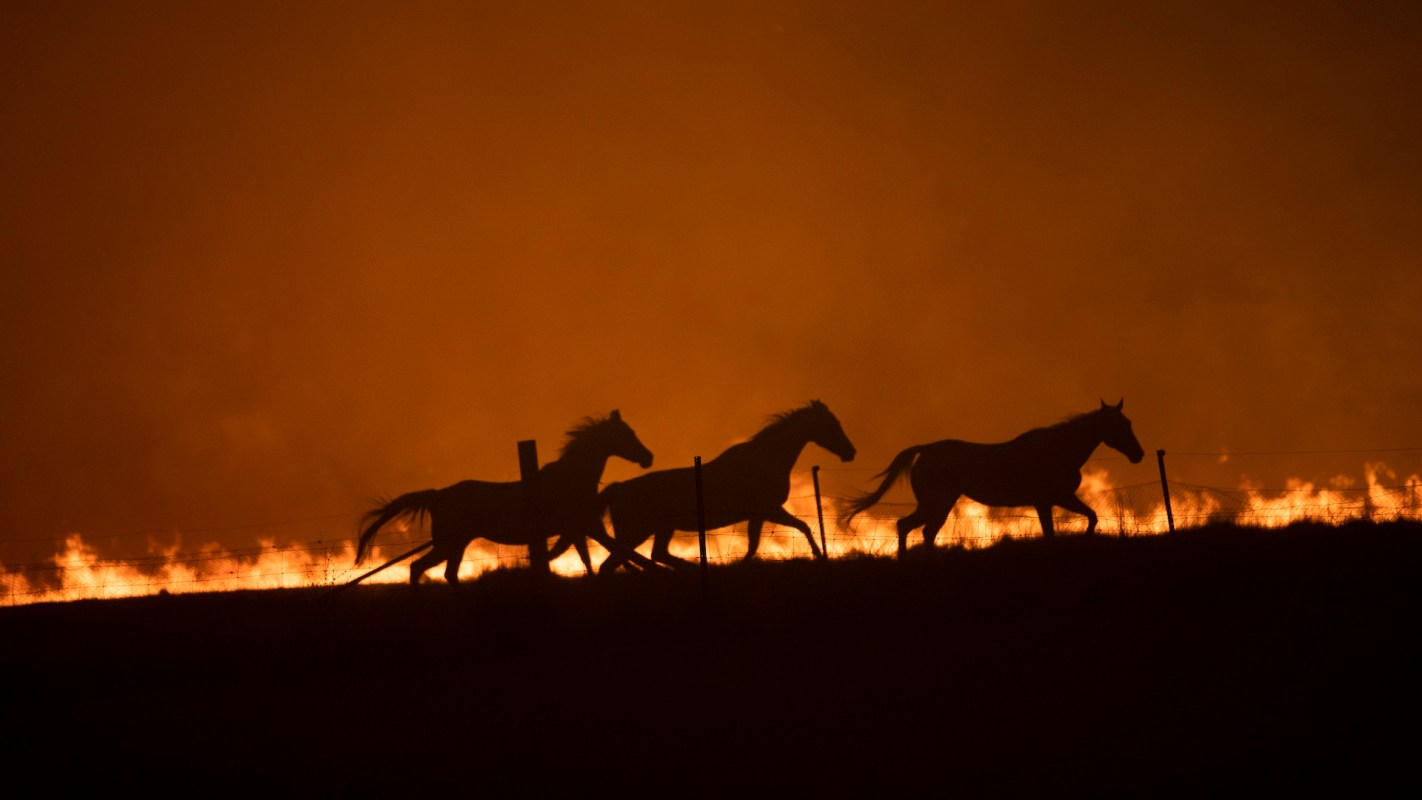 Three horses fleeing a fire.