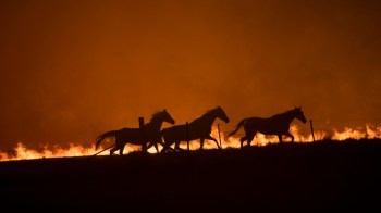 Three horses fleeing a fire.