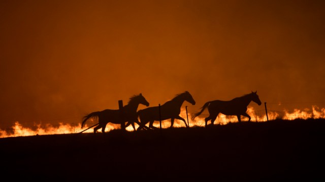 Three horses fleeing a fire.
